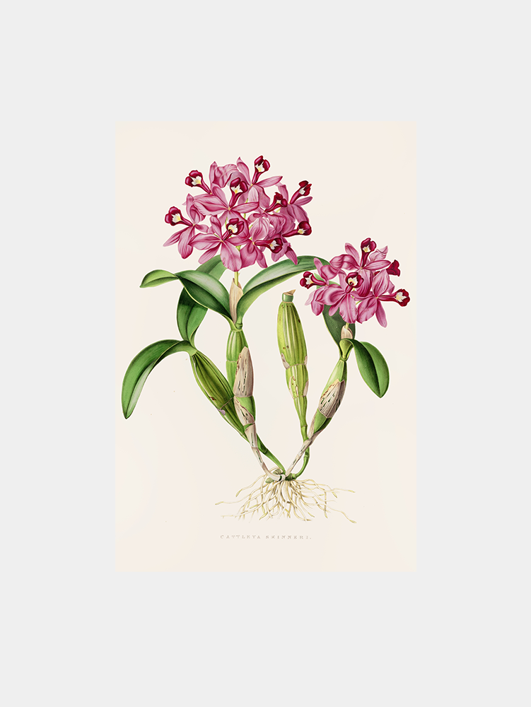 Cattleya Skinneri Art Print