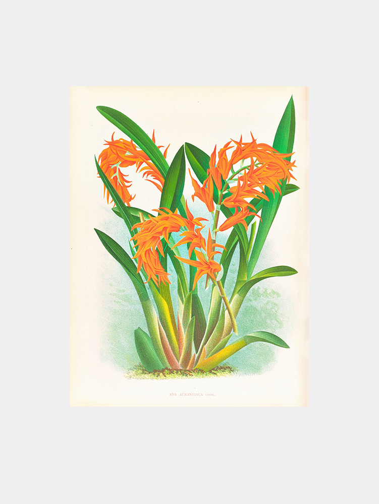 Ada aurantiaca Art Print