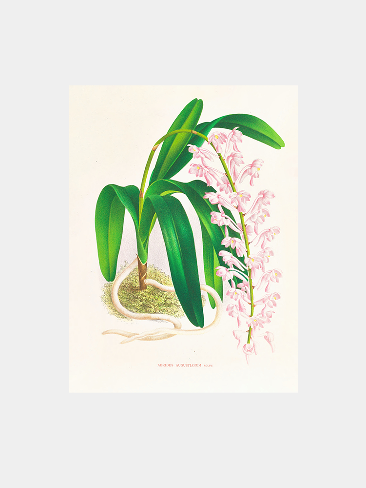 Aerides augustianum Art Print