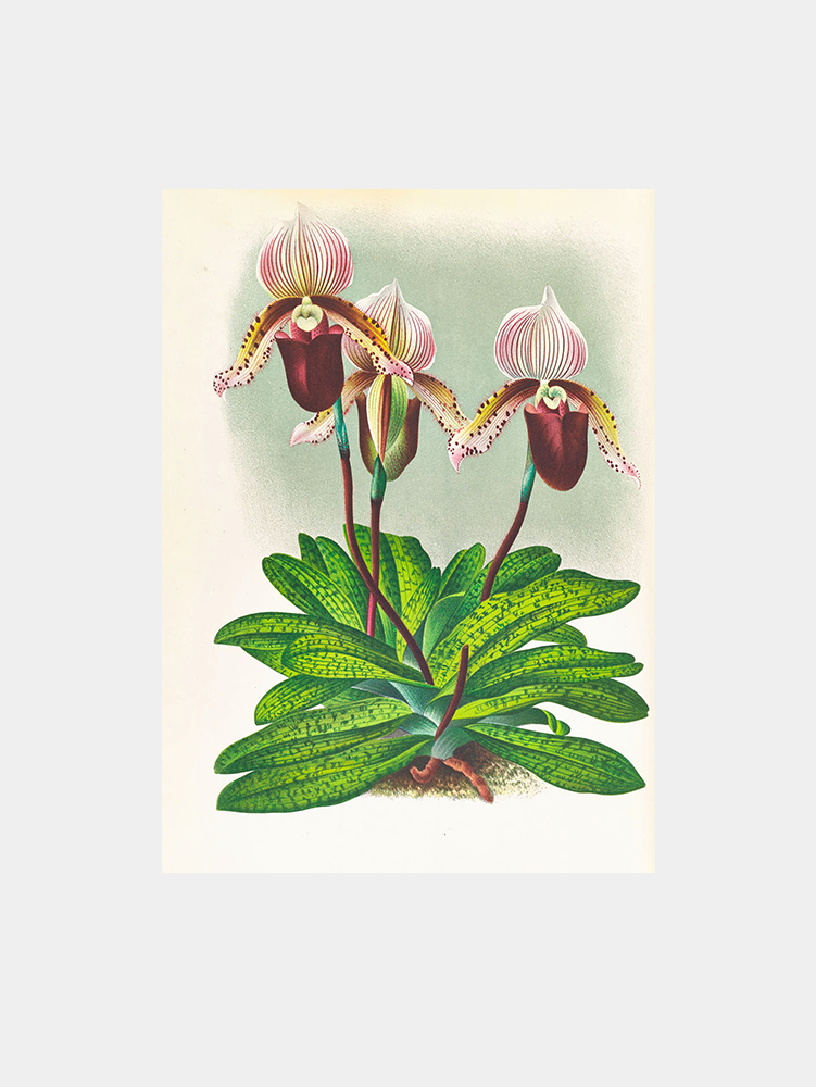 Cypripedium barbato veitchianum Art Print