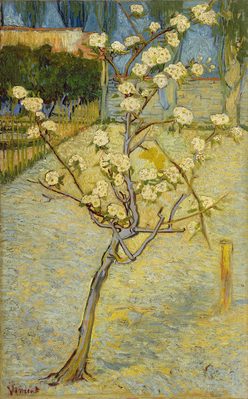 Van Gogh "Small Pear Tree Blossom" Art Print