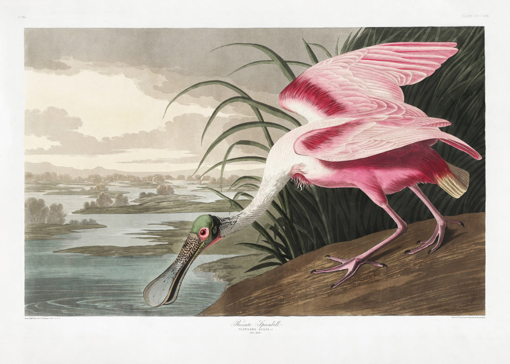 Roseate Spoonbill Art Print