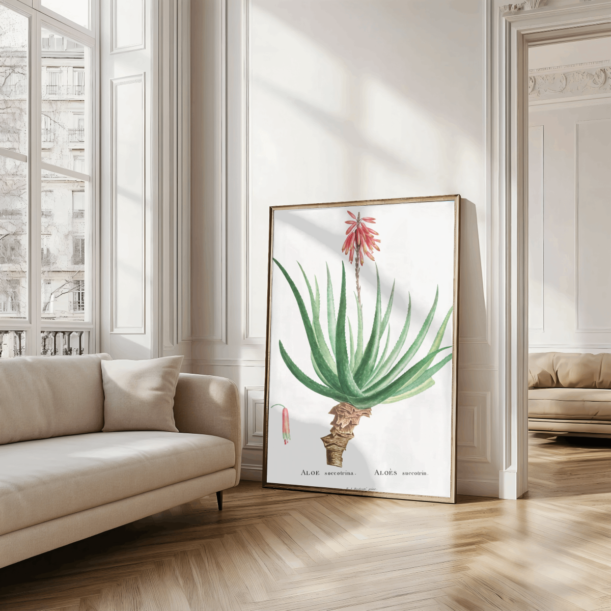 Aloe Socotrina Art Print