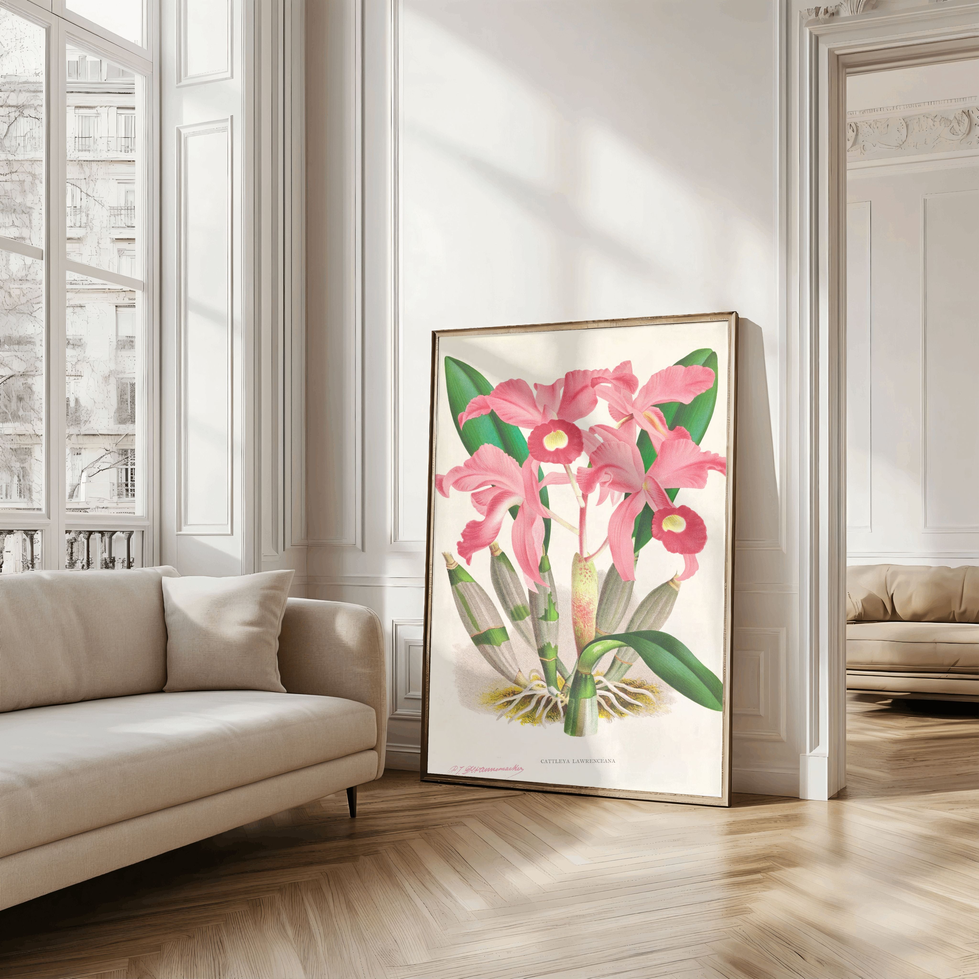 Cattleya Lawrenceana Art Print