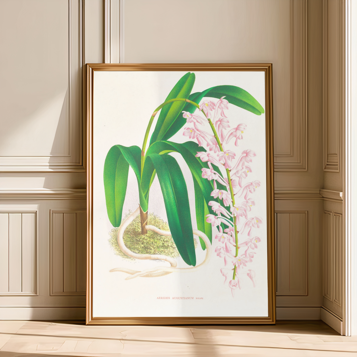 Aerides augustianum Art Print