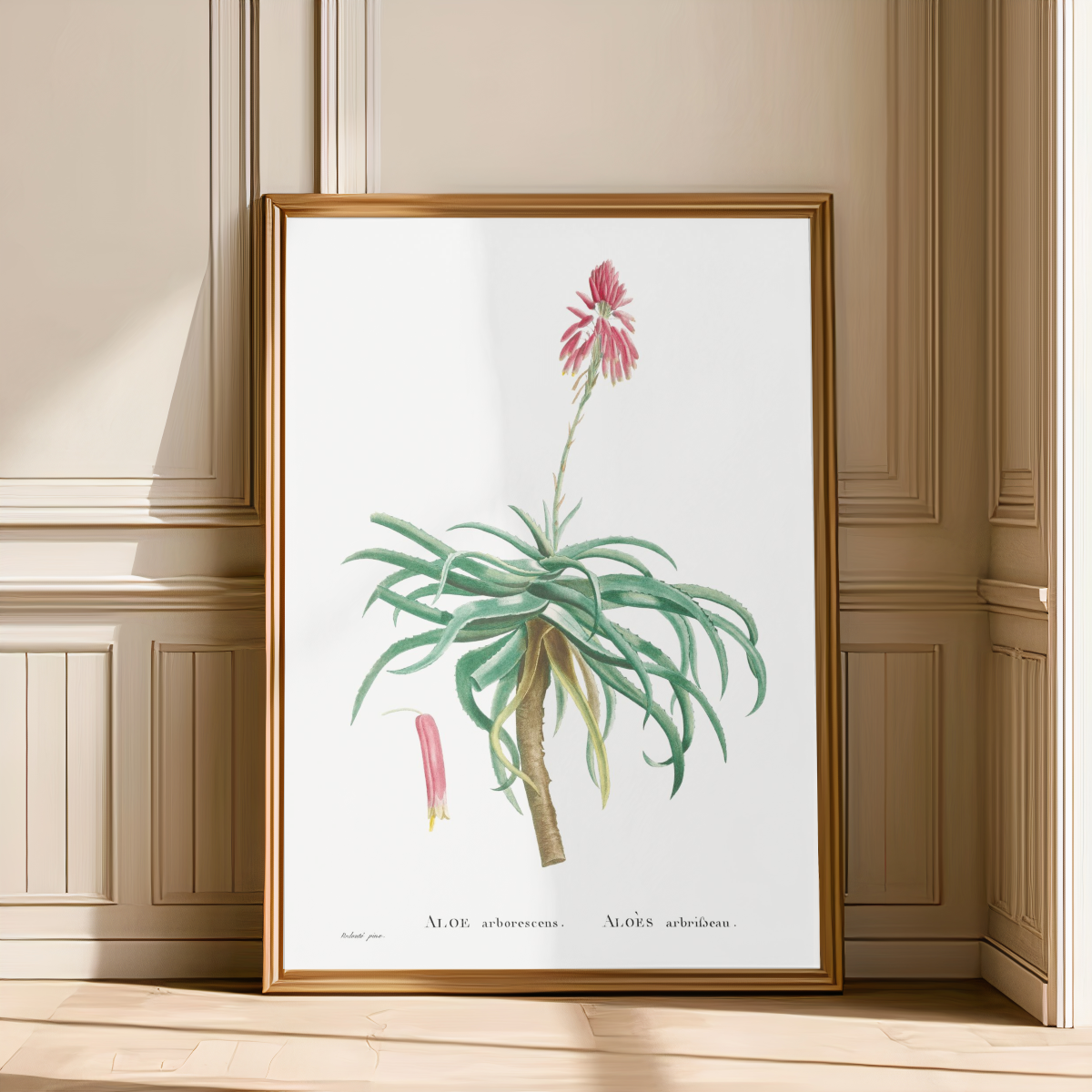 Aloe Arborescens Art Print