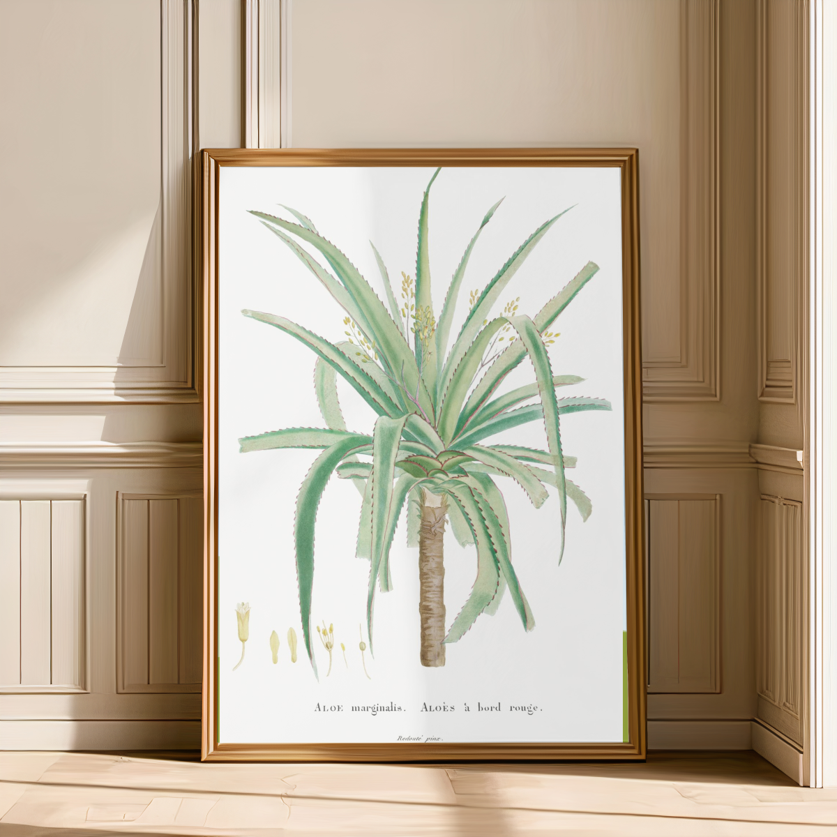 Aloe Marginalis Art Print