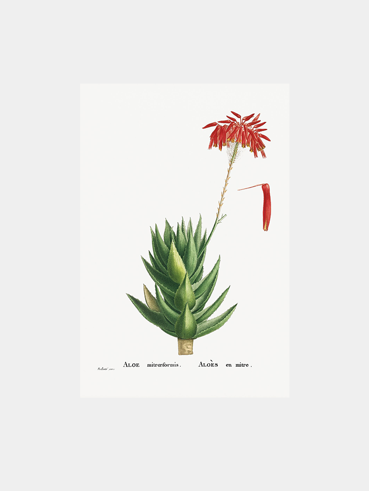 Aloe Mitraeformis Art Print