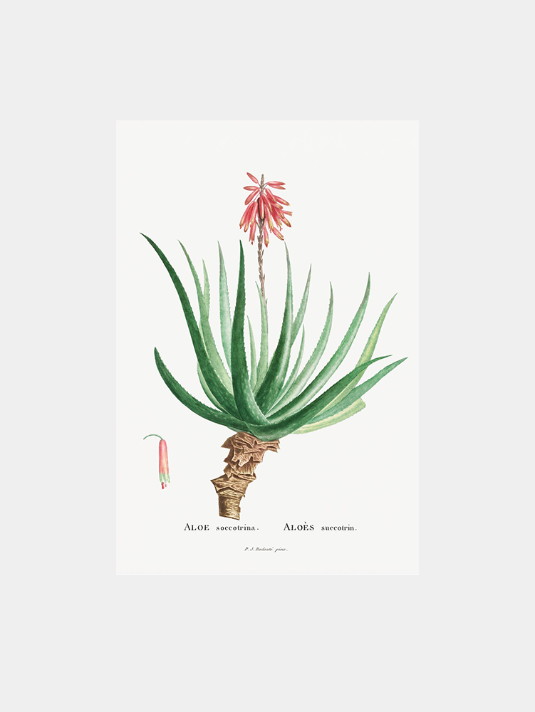 Aloe Socotrina Art Print