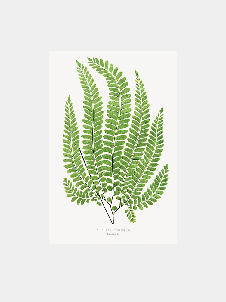 Adiantum Pubescens Botanical Fern Art Print