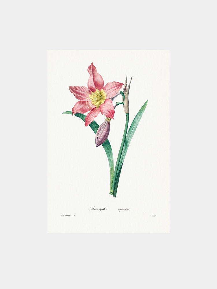 Amaryllis Equestre Art Print