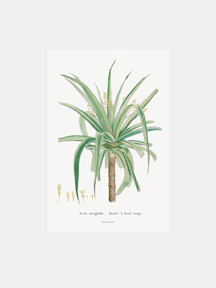 Aloe Marginalis Art Print
