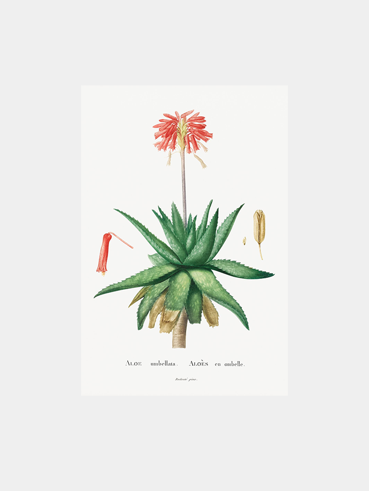 Aloe Umbellata Art Print