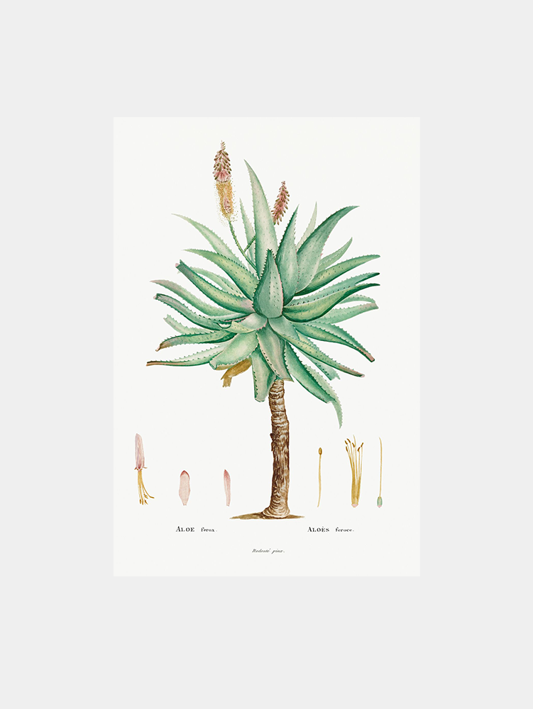 Aloe Feroxgh Art Print
