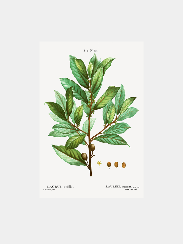 Bay Laurel Art Print