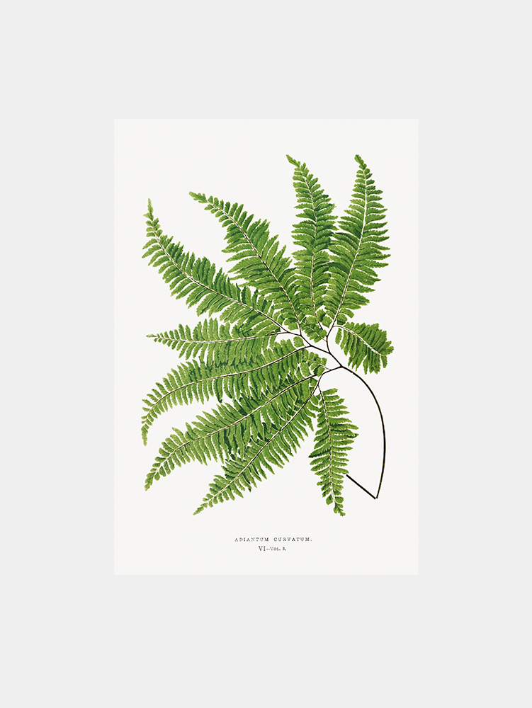 Adiantum Curvatum Botanical Fern Art Print