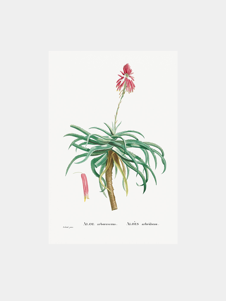 Aloe Arborescens Art Print