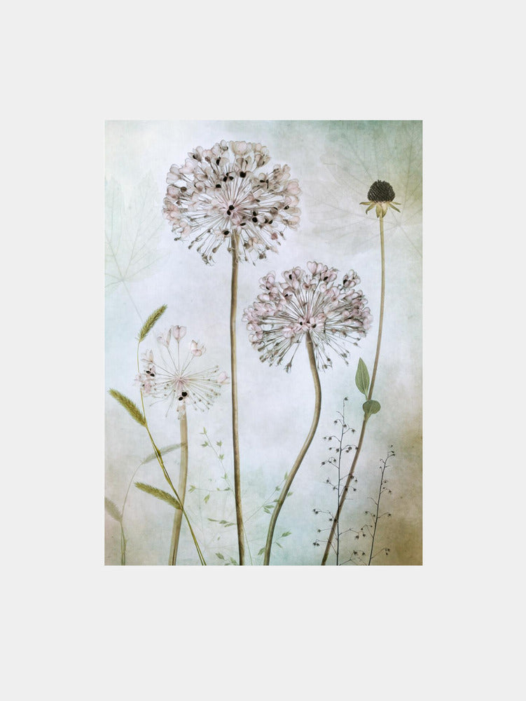Allium Art Print