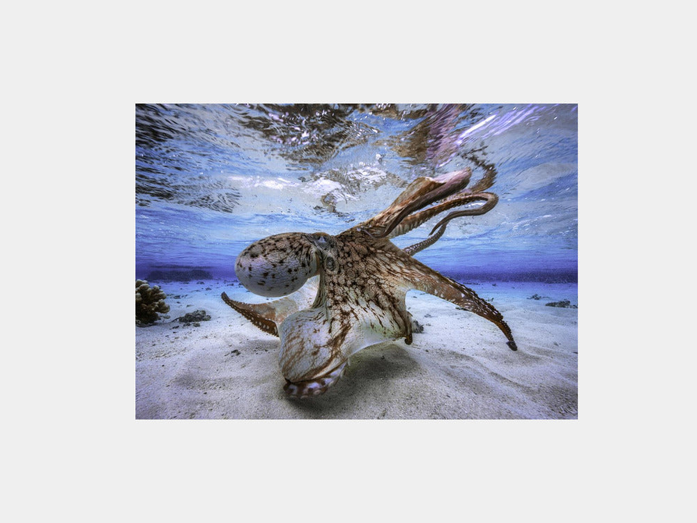 Dancing Octopus Art Print