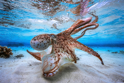 Dancing Octopus Art Print