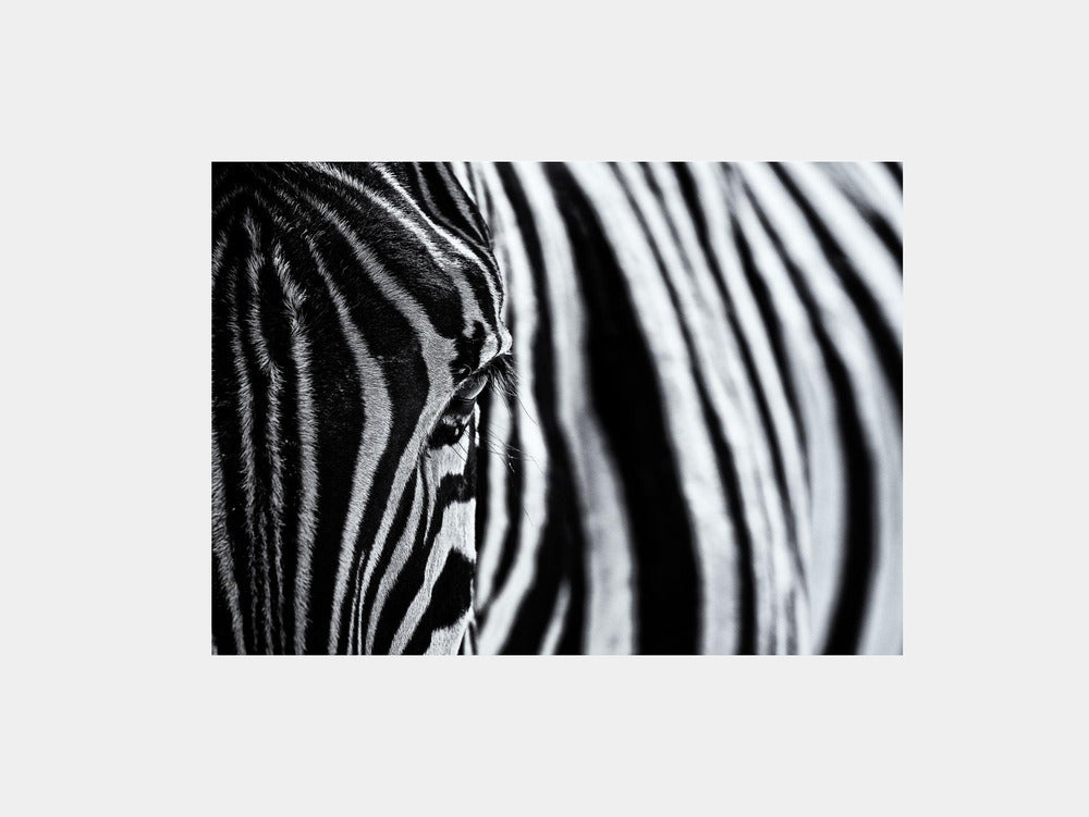 The Look of Nature Art Print