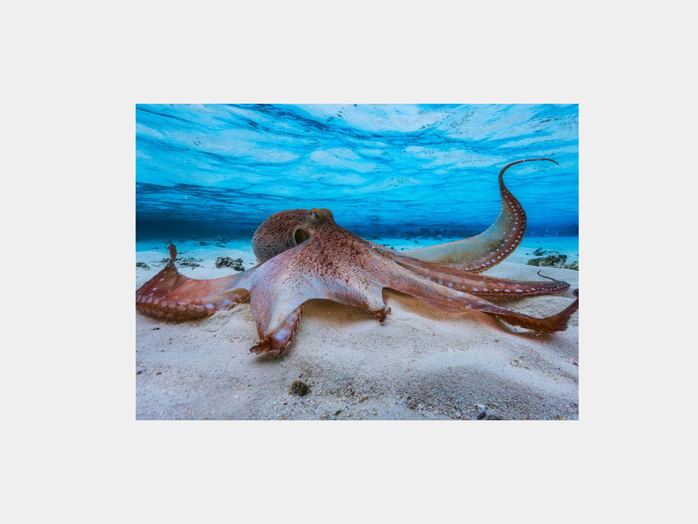 Octopus Art Print