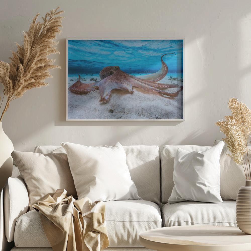 Octopus Art Print