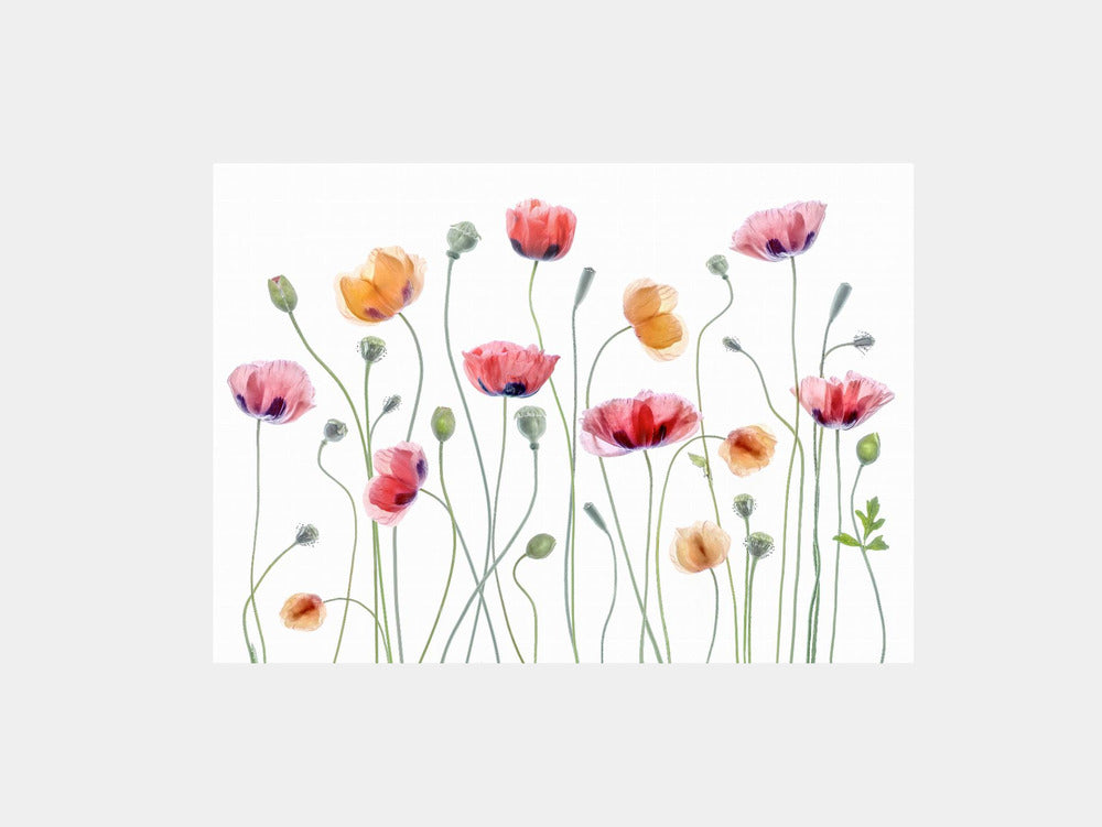 Papaver Party Art Print