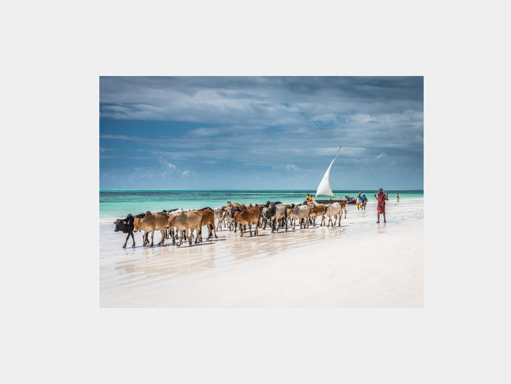 Masai cattle on Zanzibar beach Art Print