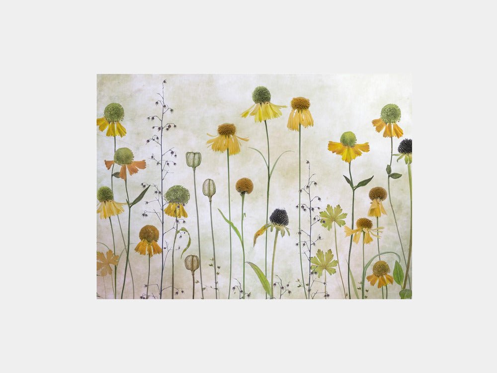 Helenium Art Print