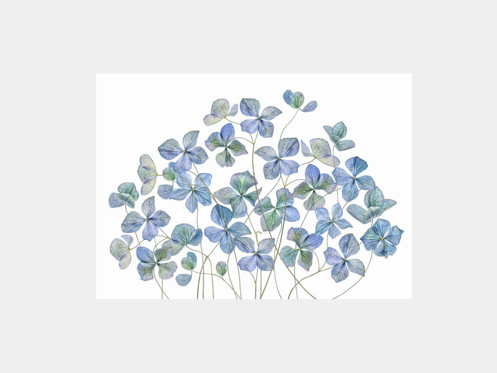 Hydrangea Art Print