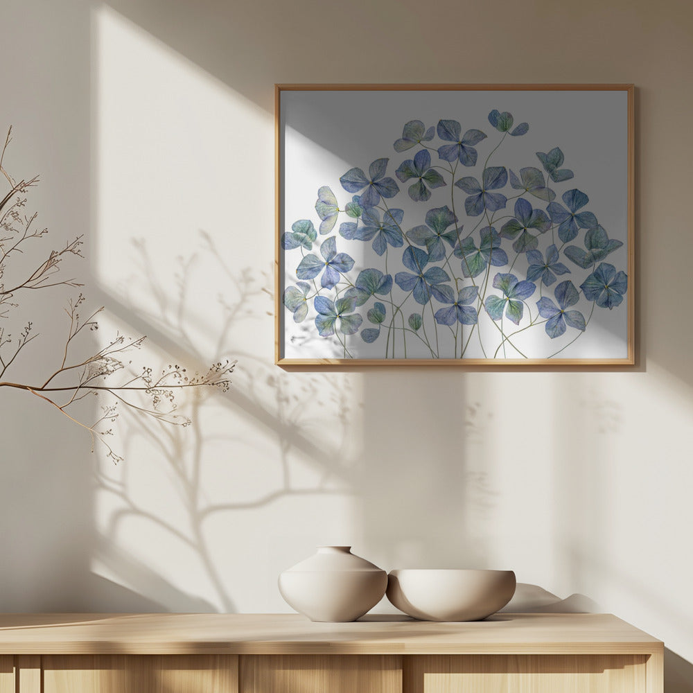 Hydrangea Art Print
