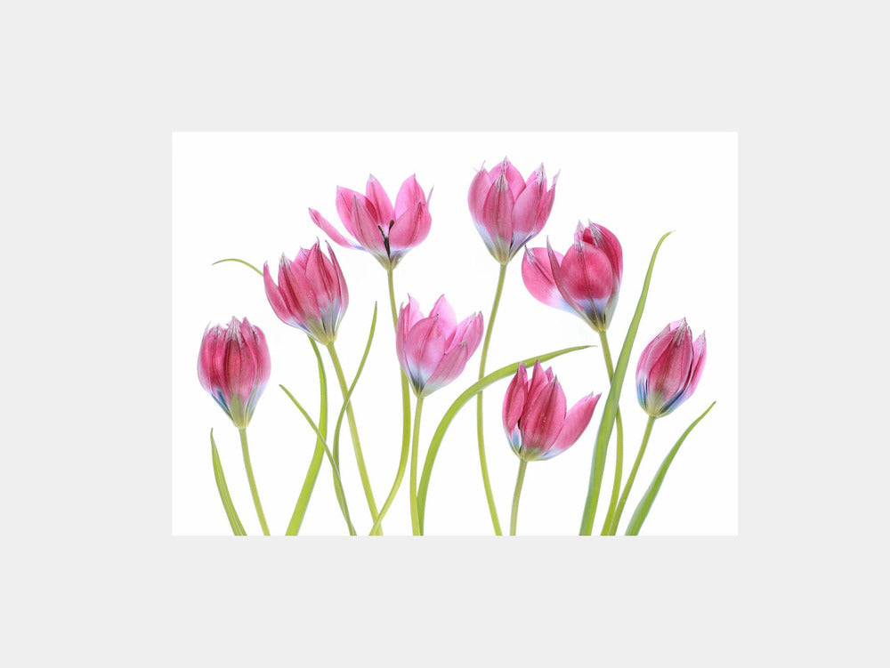 Tulip blush Art Print