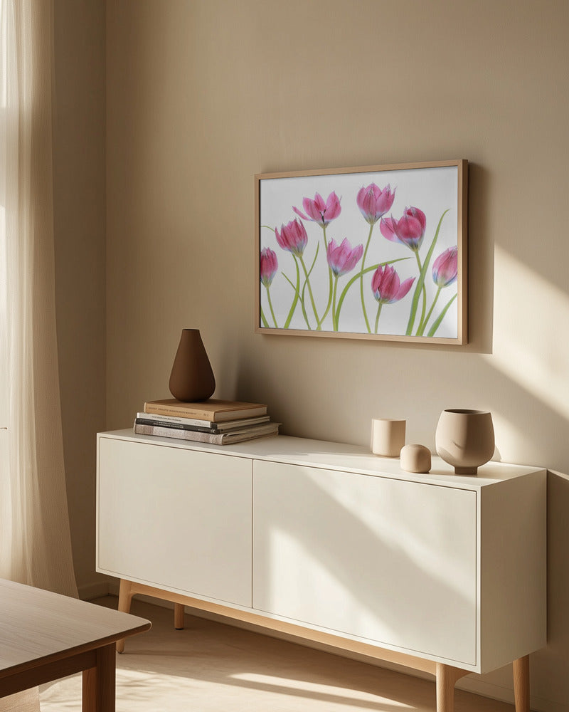 Tulip blush Art Print
