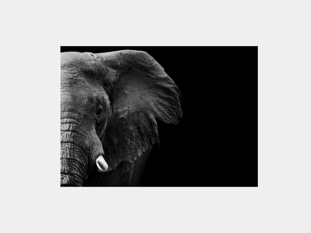 Elephant Art Print