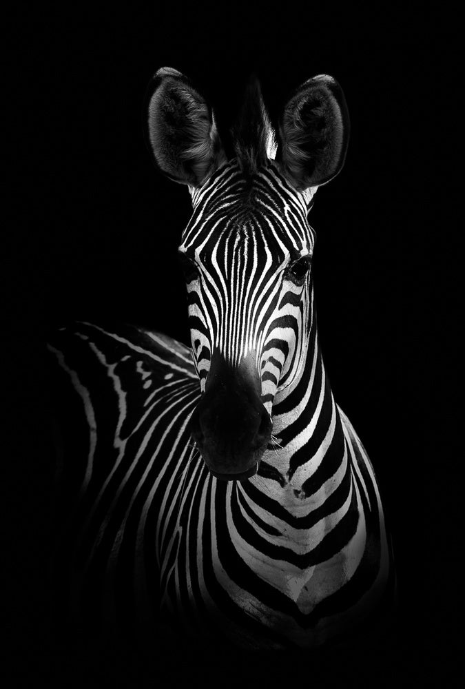 The Zebra