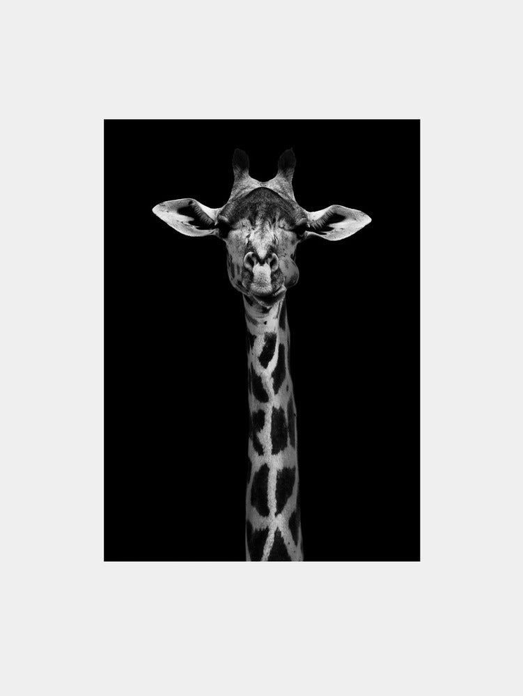 Giraffe Portrait Art Print