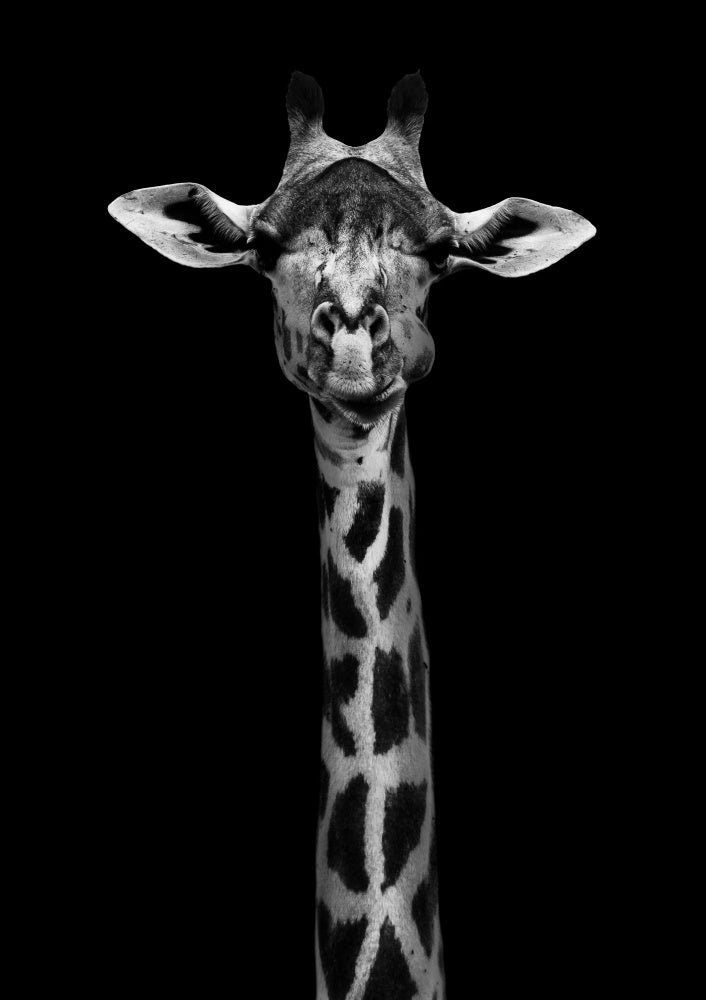 Giraffe Portrait