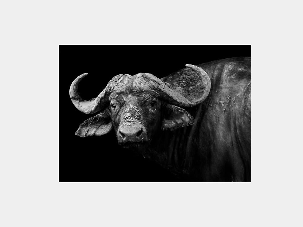 Dark Buffalo Art Print