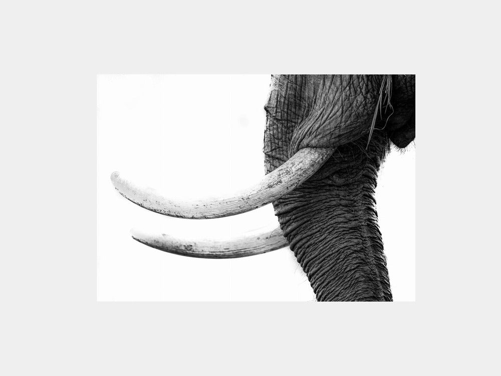 White Gold Art Print