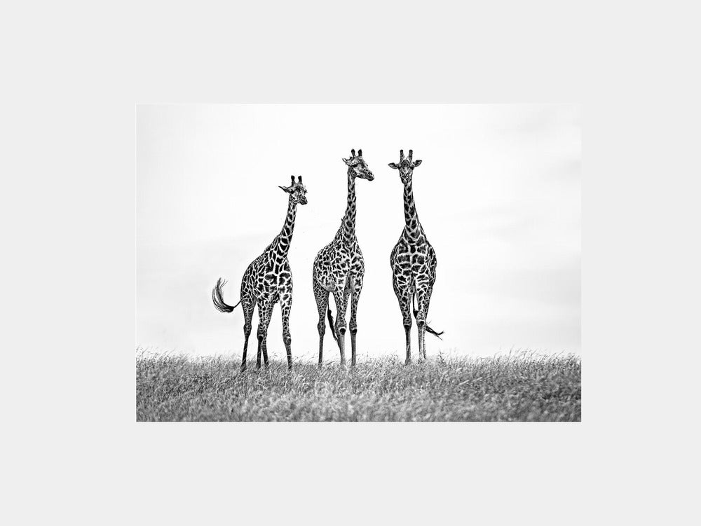 Giraffes in the Mara plains Art Print