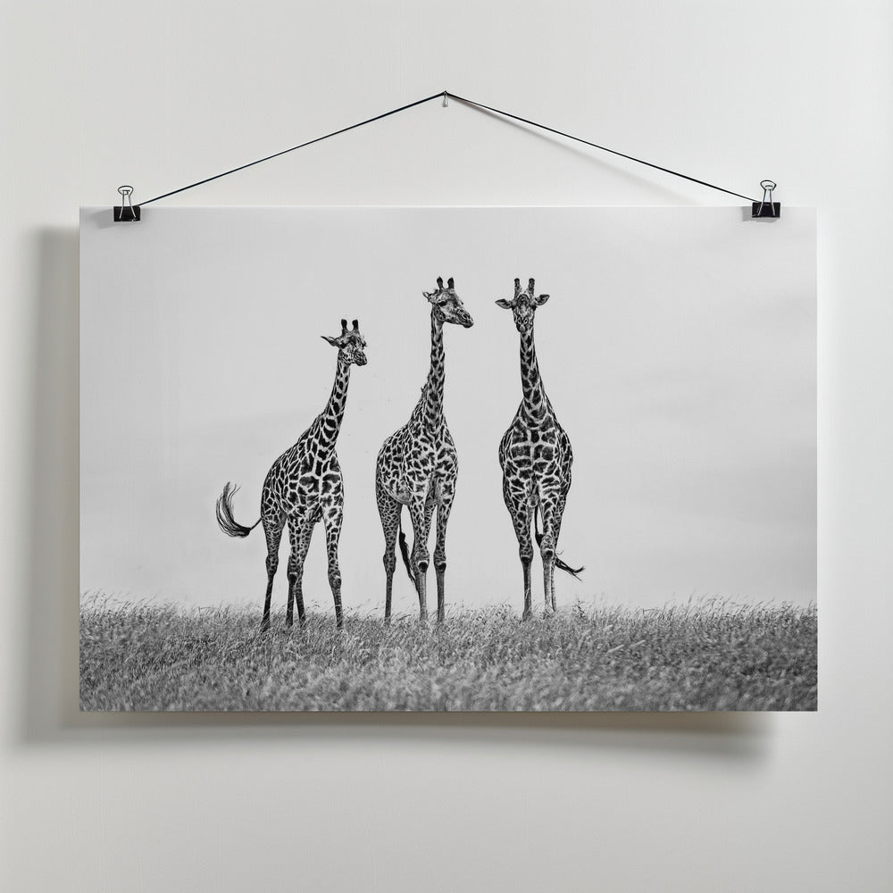 Giraffes in the Mara plains Art Print