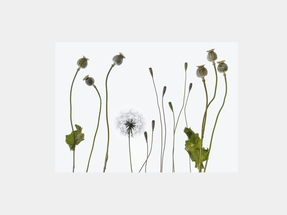 Seedheads Art Print