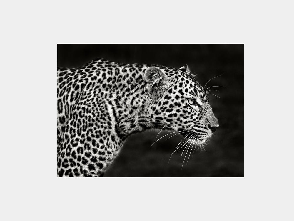 Leopard Close Up Art Print