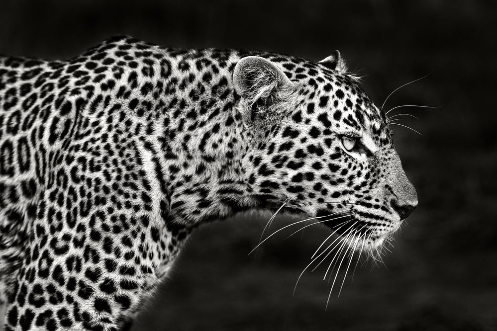 Leopard Close Up