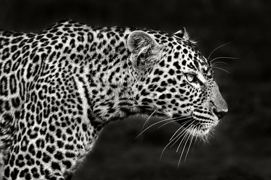 Leopard Close Up