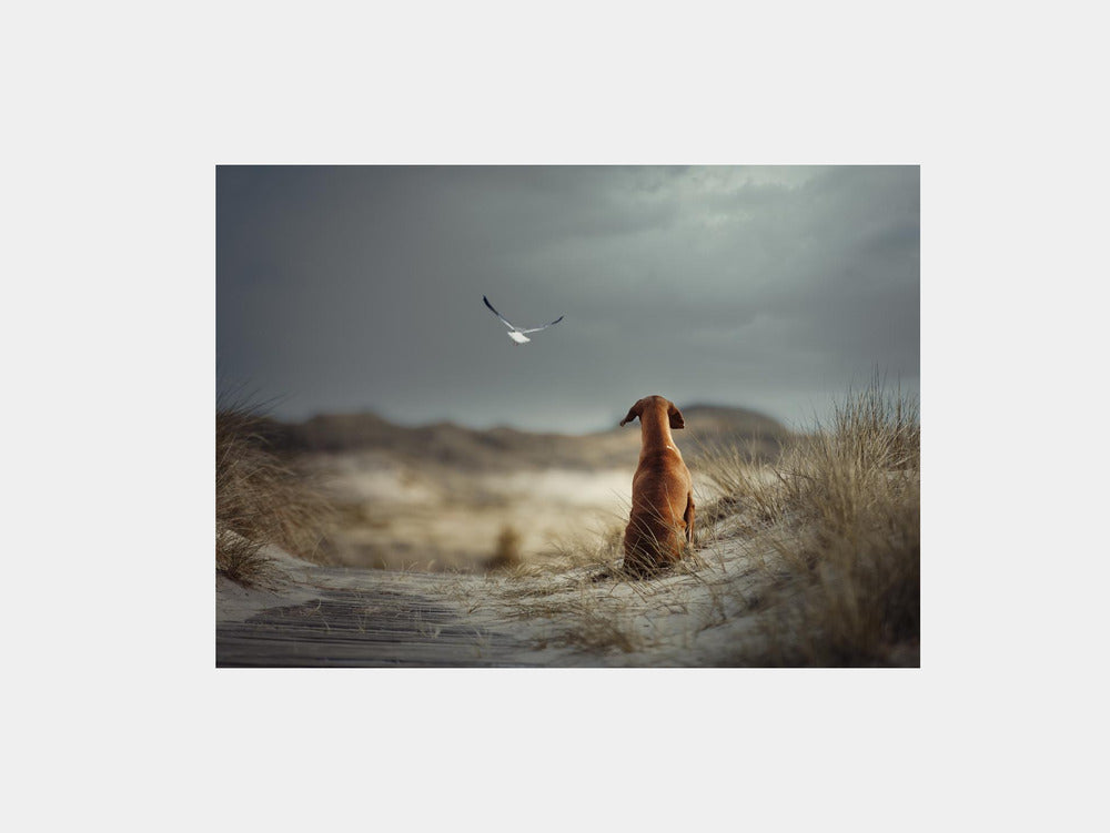 FREEDOM (II) Art Print