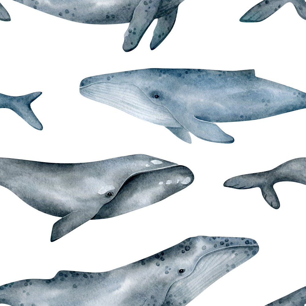 Blue Whale Wallpaper