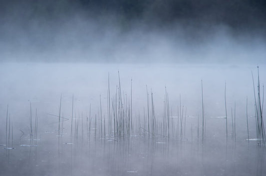 Reed and fog