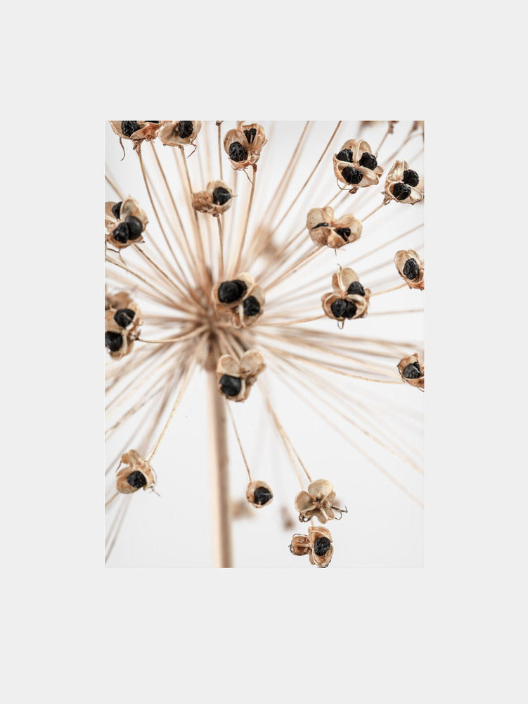 Dried Art Print